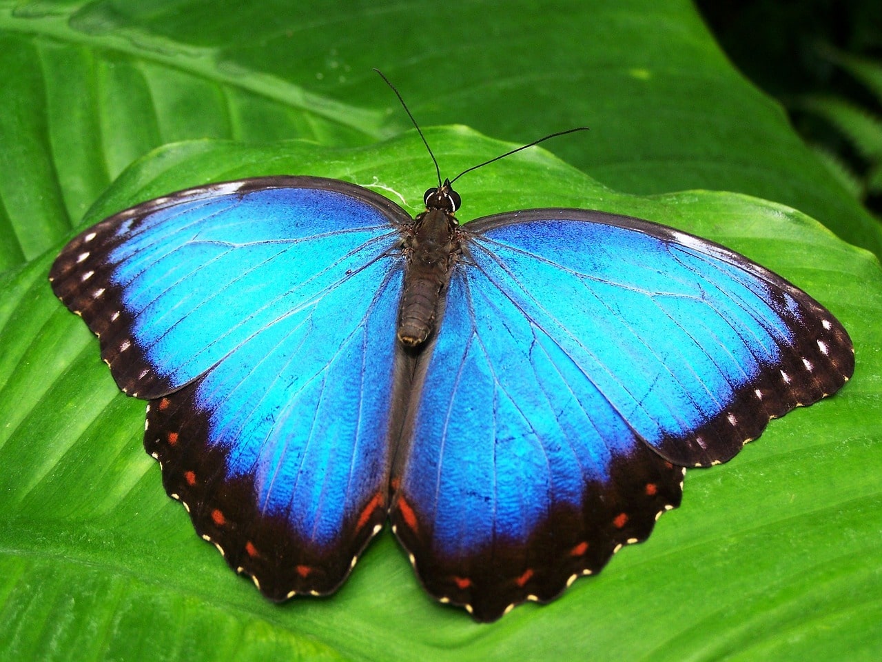 Blue butterfly on green leaf.